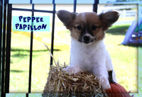 Pepper Male ICA Papillon $1000