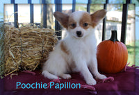 Poochie Male ICA Papillon $1000