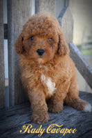 Cavapoo