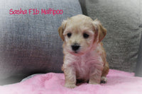 Sasha Female F1B Maltipoo $895