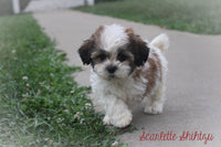 Scarlette Female Shihtzu $525