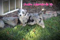 Shadow Female Goldendoodle Mix $650