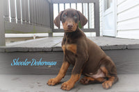 Shooter Male AKC Doberman Pinscher $1200