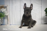 Snow Female AKC French Bulldog $1495