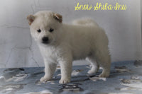 Snow Male AKC Shiba Inu $850