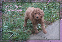 Stella Female F1B Mini Goldendoodle $795