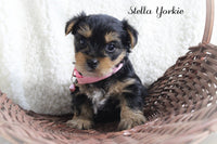 Stella Female Yorkshire Terrier $995