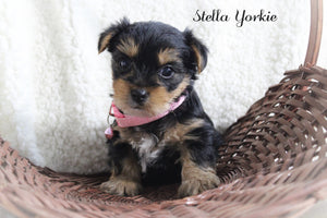 Yorkshire Terrier