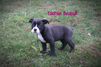 Tootsie Female Beabull $650