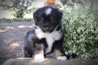 Topaz Male AKC Mini Australian Shepherd $400