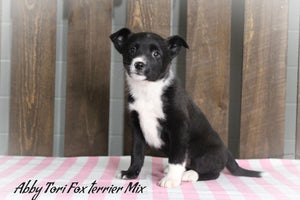 Fox Terrier Mix 