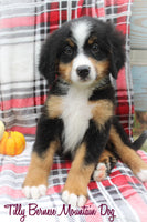 Tilly Female AKC Bernese Mountain Dog $650