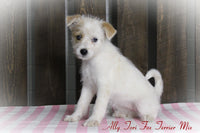 Ally Female Tori Fox Terrier Mix $550