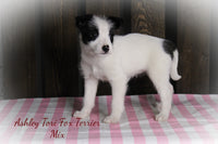 Ashley Female Tori Fox Terrier Mix $550