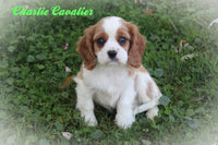 Charlie Male AKC Cavalier $895