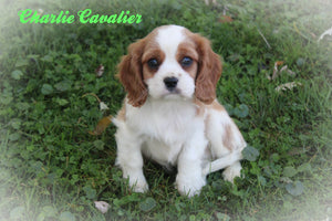 Cavalier