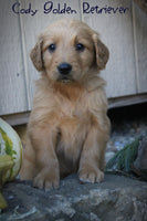 Cody Male AKC Golden Retriever $950