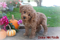 Cookie Male ICA Mini Poodle $800