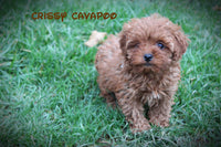 Cavapoo