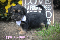 Etta Female Shorkie $550