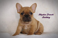 Hayden Male AKC French Bulldog $1800