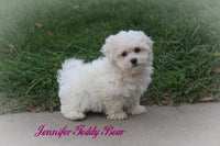 Jennifer Female Teddy Bear $750