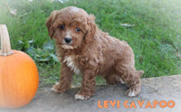 Levi Male Cavapoo $895