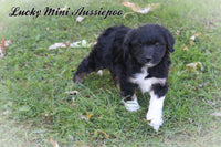 Lucky Male Mini Aussiepoo $795