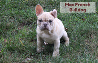 Max Male AKC French Bulldog $1200