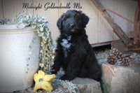 Midnight Male Goldendoodle Mix $650