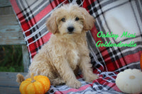 Oakley Male Mini Goldendoodle $495