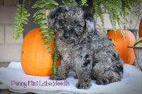 Penny Female Mini Labradoodle $299