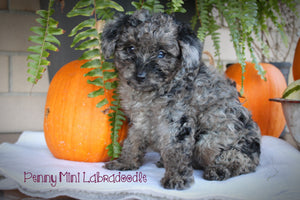 Mini Labradoodle