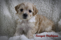 Ranger Male Maltipoo $1150