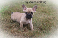 Riley Male AKC French Bulldog $850