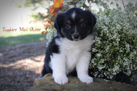 Sapphire Female AKC Mini Australian Shepherd $400