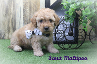 Maltipoo