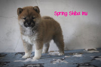 Spring Female AKC Shiba Inu $850