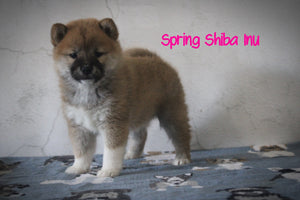 Shiba Inu