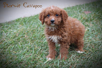 Stormie Male F1B Cavapoo $499