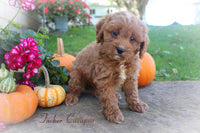 Tucker Male Cavapoo $895