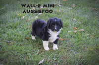 Wall-e Male Mini Aussiepoo $795