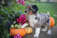 Wonder Female Mini Aussiepoo $895