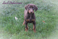 Zach Male AKC Doberman Pinscher $1200