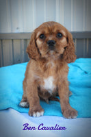 Ben Male AKC Cavalier $695