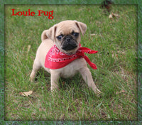 Louie Male AKC Pug $650