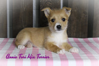 Annie Female Tori Fox Terrier Mix $550