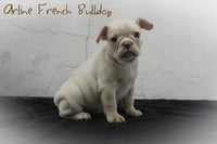 Arline Female AKC French Bulldog $900