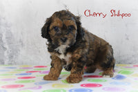 Cherry Male Shihpoo $1000