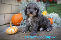 Dozer Male Cockapoo $525